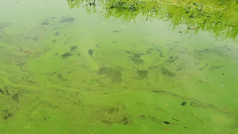Cyanobacteria in the lake Stock Footage 136068144