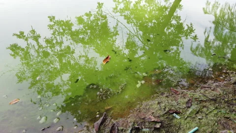 Cyanobacteria in the lake Stock Footage 136068704