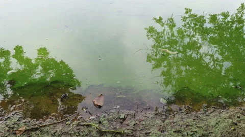 Cyanobacteria in the lake Stock Footage 136068724