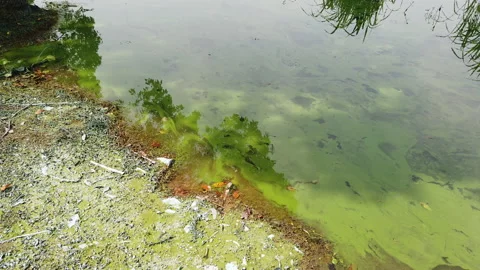 Cyanobacteria in the lake Stock Footage 136069424
