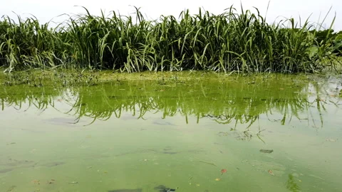 Cyanobacteria in the lake Stock Footage 136070069