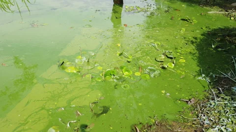 Cyanobacteria in the lake Stock Footage 136071840