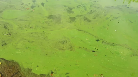Cyanobacteria in the lake Stock Footage 136071976