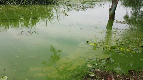 Cyanobacteria in the lake Stock Footage 136072742