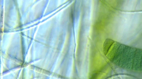 Cyanobacteria (Phormium sp.) Video stock 64826741