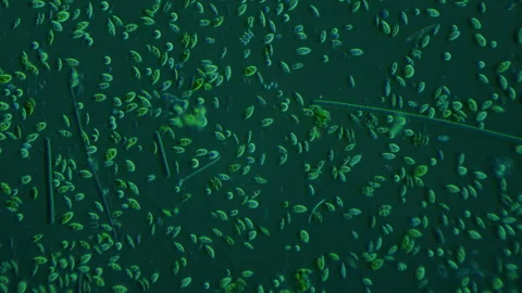 Cyanobacteria surrounded by unicellular algae exhibit gliding motion. Timelapse  Stock Footage 280560056