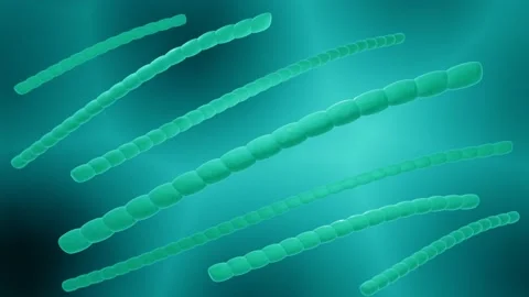 Cyanobacteria in water Vidéo 156674126