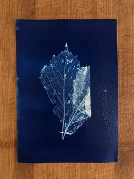 Cyanotype of a leave 库存照片