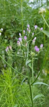Cyanthillium flower Foto stock