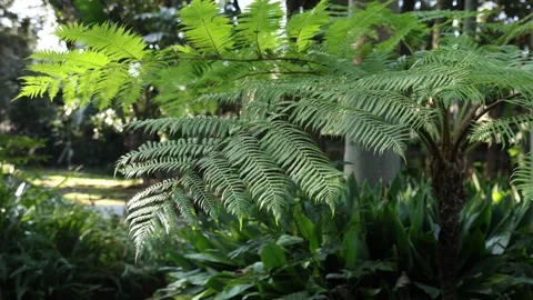 Cyathea australis 4k Stock Footage 263511588