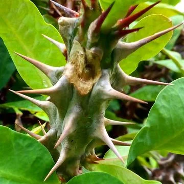 Cyber programming concept in blue theme for presentation abstract background Stock Photos