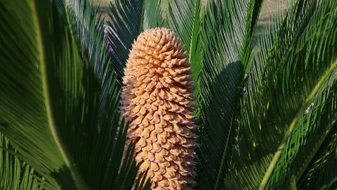 Cycad cone. 4K Stock Footage 108752741
