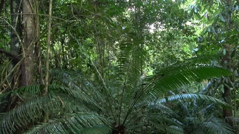 Cycad, Malaysia Stock Footage 159636891