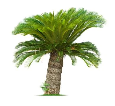 Cycad palm tree Stock Photos