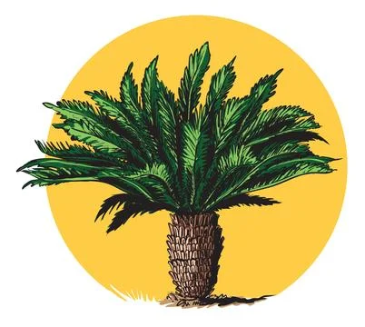 Cycad tree Stock Illustration