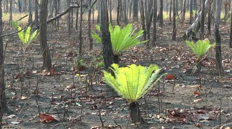 Cycads, Cambodia Stock-Footage 64856534