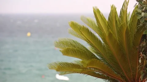 Cycas dancing in the wind Stock Footage 53242201