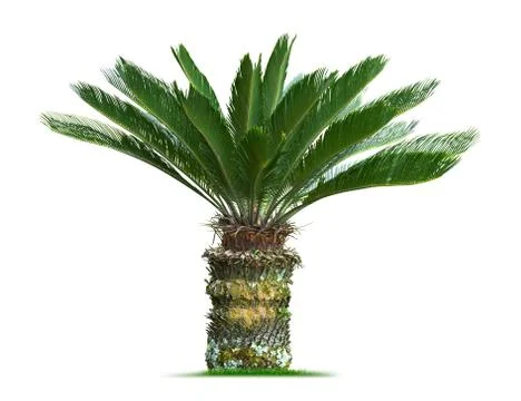 Cycas palm tree Stock Photos