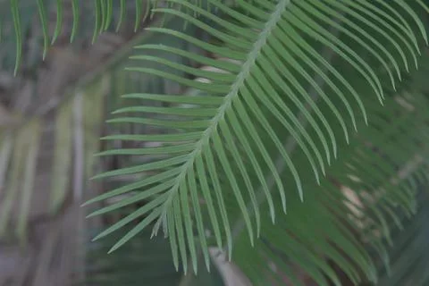 Cycas Pattern Stock Photos