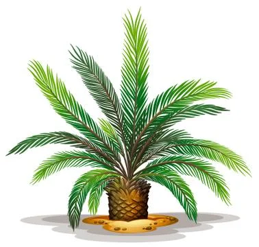 Cycas revolute Stockillustratie