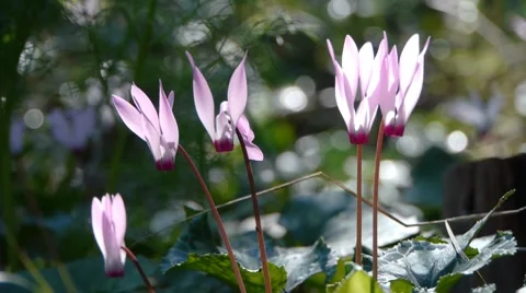 Cyclamen 3 스톡 동영상 7756243