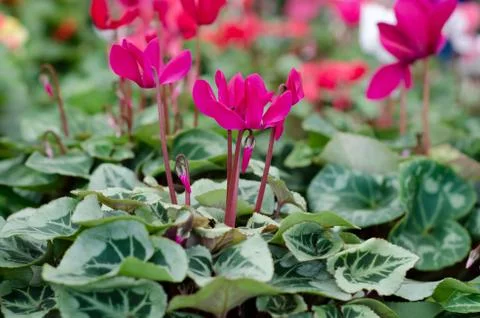 Cyclamen bud close up Stock Photos