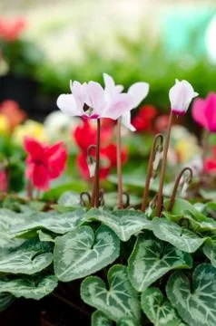 Cyclamen bud close up Stock Photos