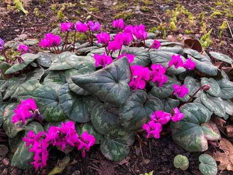 Cyclamen coum or eastern sowbread with pink flowers in a garden, close up, UK Stock Photos