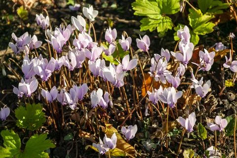 Cyclamen coum Stock-Fotos