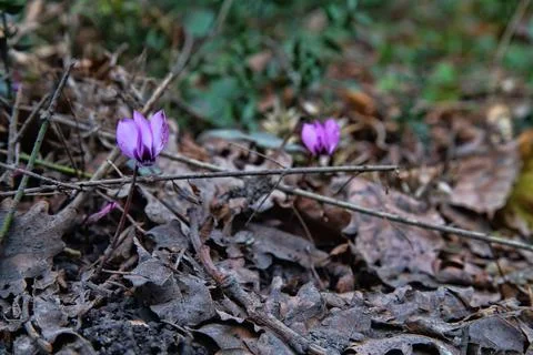 (Cyclamen coum subsp. caucasicum [syn. Cyclamen vernum Stock-Fotos