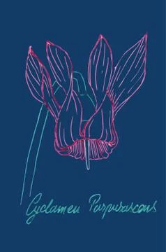 Cyclamen drawing Stock Illustration