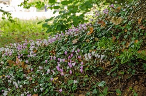 Cyclamen in flower at the base of an old tree Stock Photos