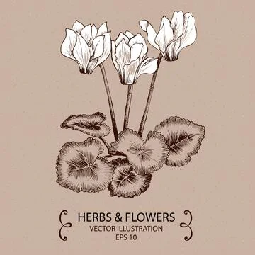 Cyclamen flower. Stock Illustration