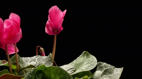 Cyclamen Flower Time-lapse Stock Footage 45997472