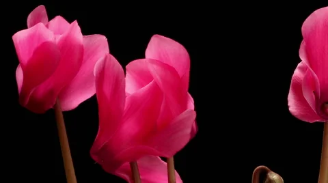 Cyclamen Flower Time-lapse Stock Footage 45997706