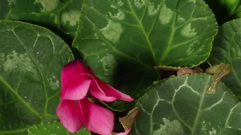 Cyclamen Flower Time-lapse Stock Footage 46413687