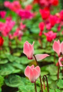 Cyclamen flowers Stock Photos