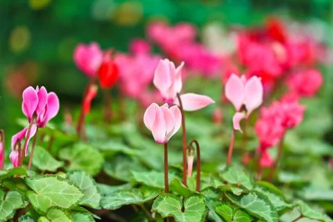 Cyclamen flowers Stock Photos