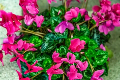 Cyclamen Flowers Stock Photos