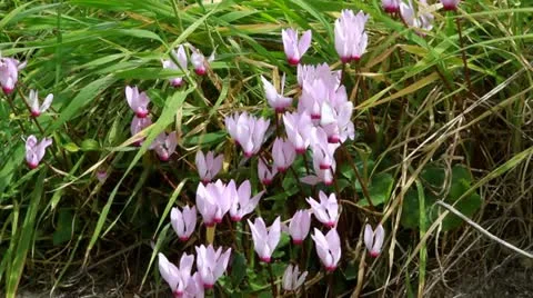 Cyclamen Stock-Footage 21683013