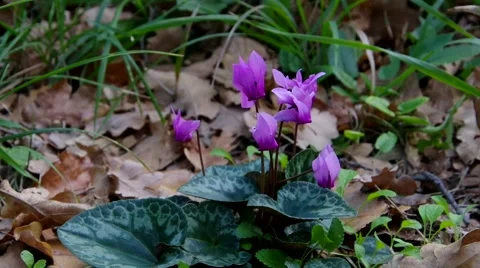 Cyclamen in forest Stock Footage 57318726
