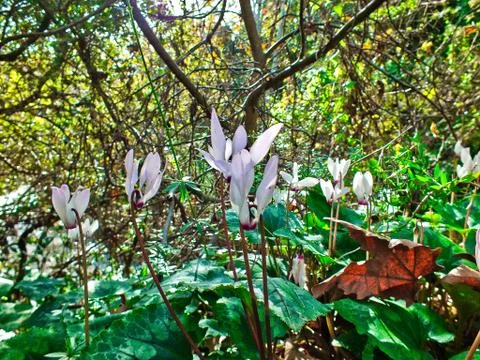 Cyclamen in the forest Stock Photos