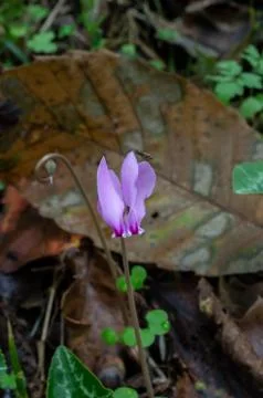 Cyclamen in the forest. Stock Photos
