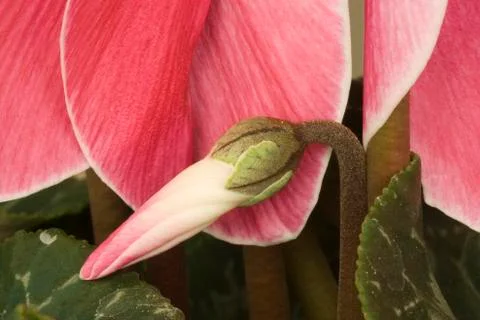 Cyclamen persicum Stock Photos