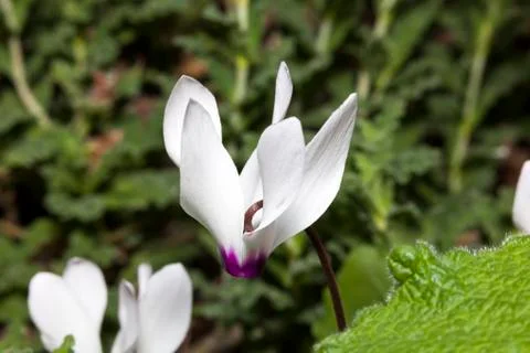 Cyclamen persicum 写真素材