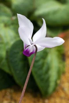 Cyclamen persicum Stock Photos
