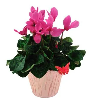 Cyclamen Stock Photos