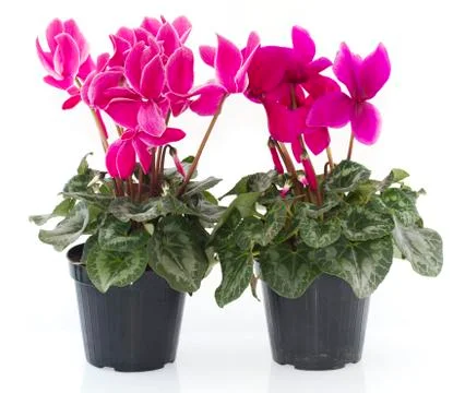 Cyclamen Stock Photos