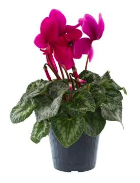 Cyclamen Stock Photos