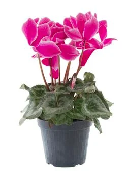 Cyclamen Stock Photos